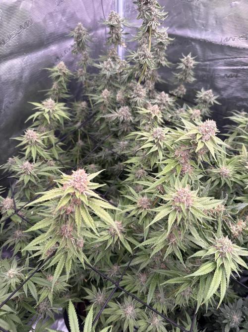 (01.05.2025)DWC. Week 16