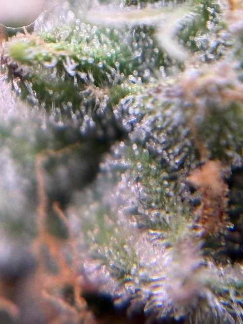 (01.05.2025)DWC. Week 16