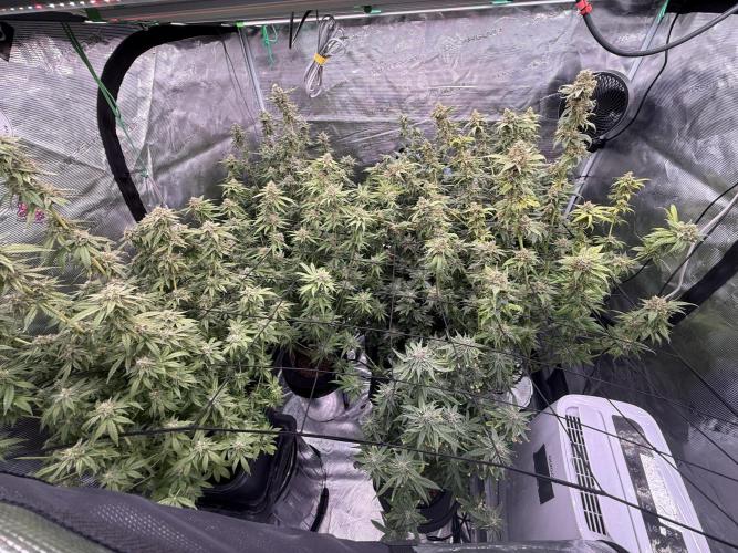 (01.05.2025)DWC. Week 16