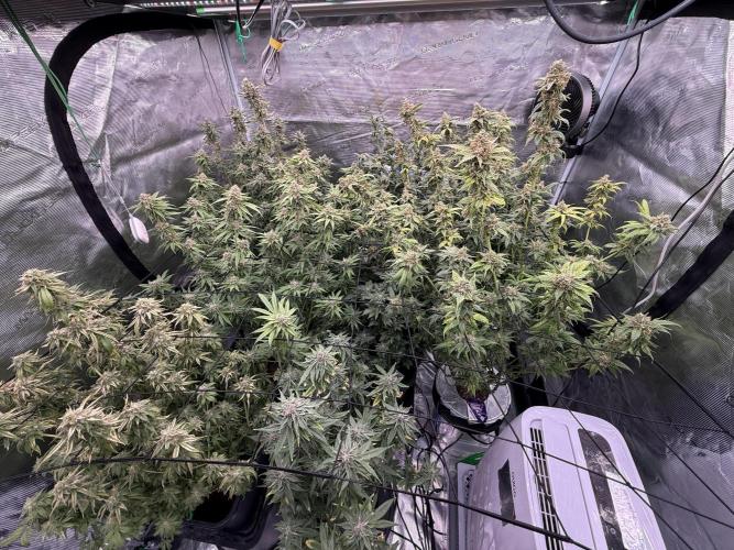 (01.05.2025)DWC. Week 16