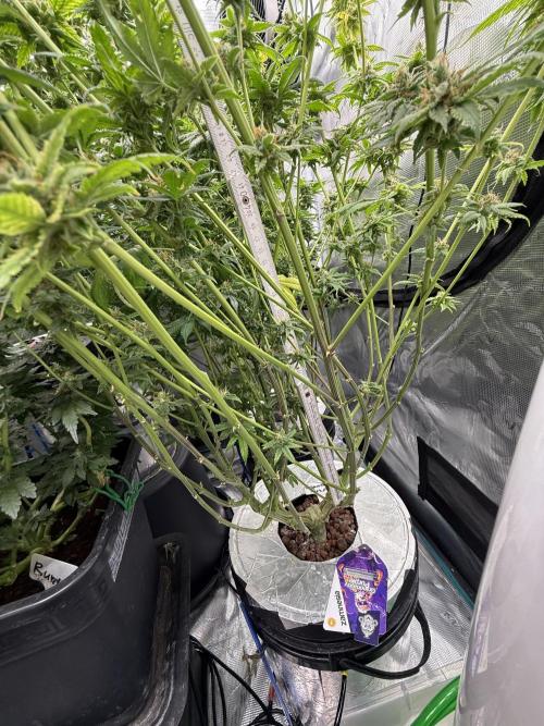 (01.05.2025)DWC. Week 16