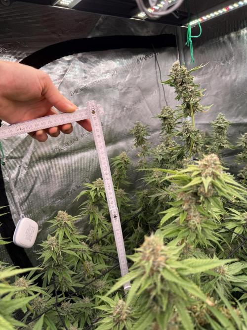 (01.05.2025)DWC. Week 16
