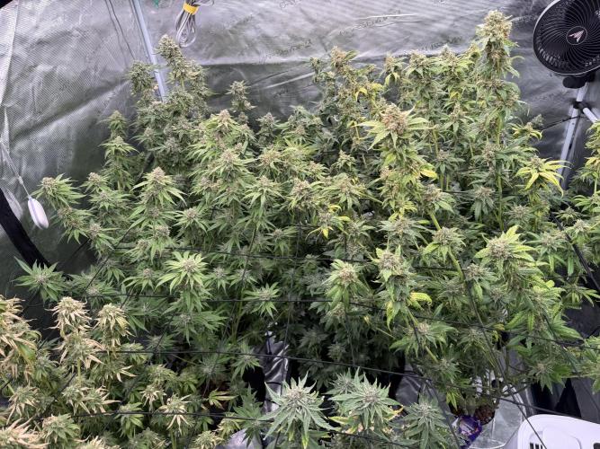 (01.05.2025)DWC. Week 16