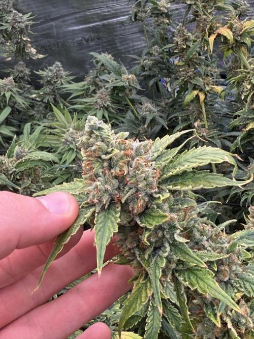 (01.05.2025)DWC. Week 16