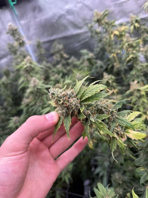 (01.05.2025)DWC. Week 16