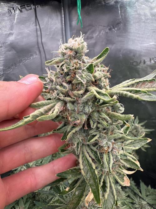 (01.05.2025)DWC. Week 16