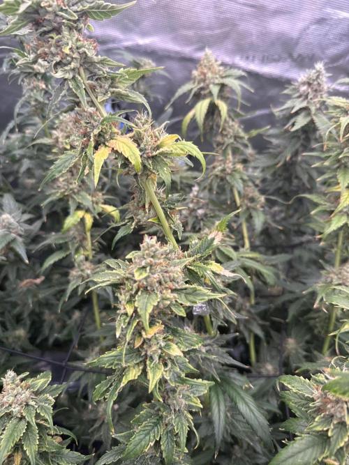 (01.05.2025)DWC. Week 16