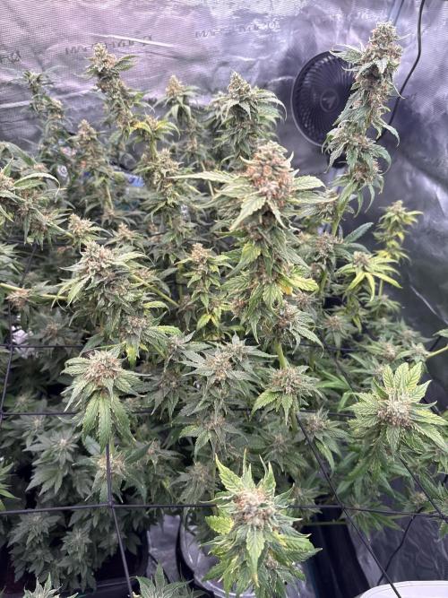 (01.05.2025)DWC. Week 16
