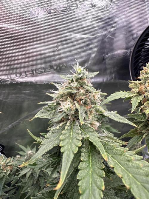 (01.05.2025)DWC. Week 16