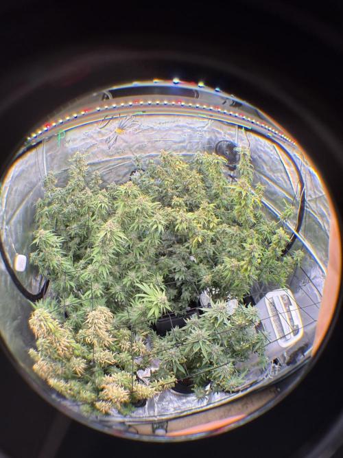 (01.05.2025)DWC. Week 17
