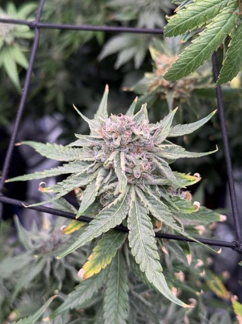 (01.05.2025)DWC. Week 17