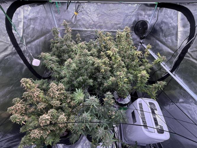 (01.05.2025)DWC. Week 17