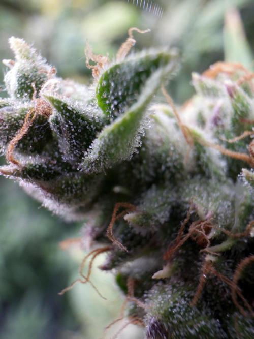 (01.05.2025)DWC. Week 17