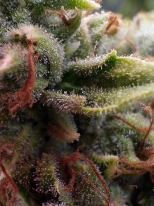 (01.05.2025)DWC. Week 17