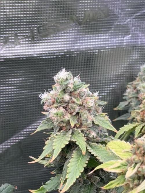 (01.05.2025)DWC