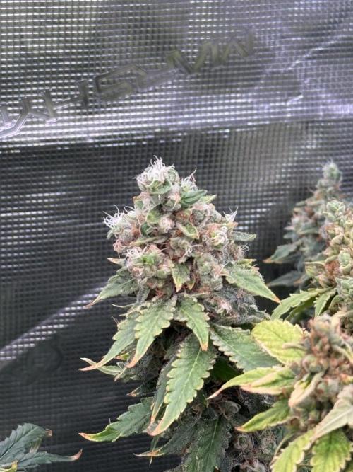 (01.05.2025)DWC. Week 18