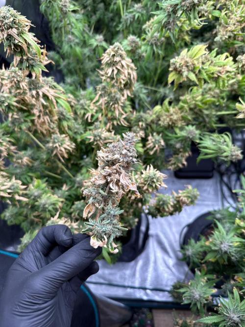 (01.05.2025)DWC. Week 18