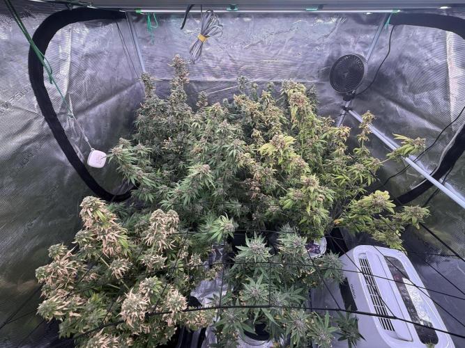(01.05.2025)DWC. Week 18