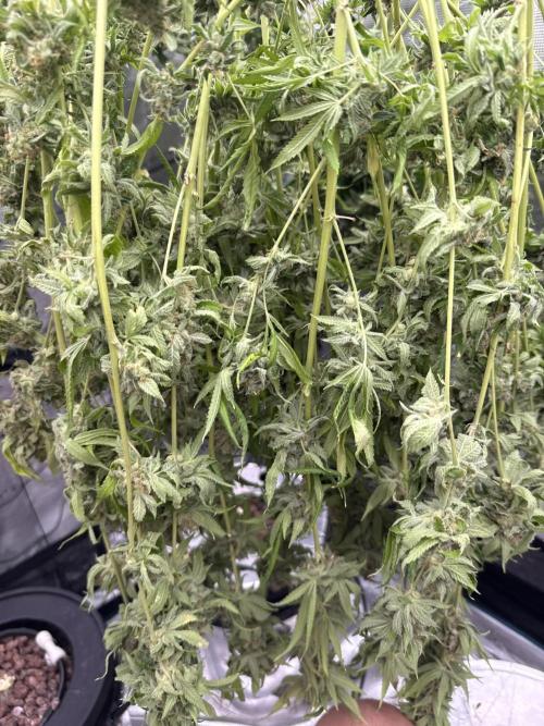 (01.05.2025)DWC. Week 20