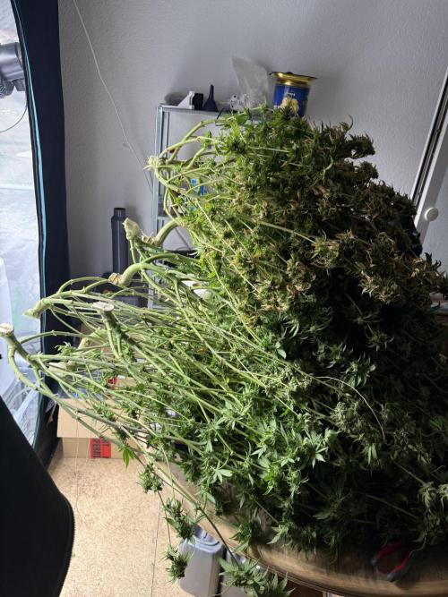 (01.05.2025)DWC. Week 20
