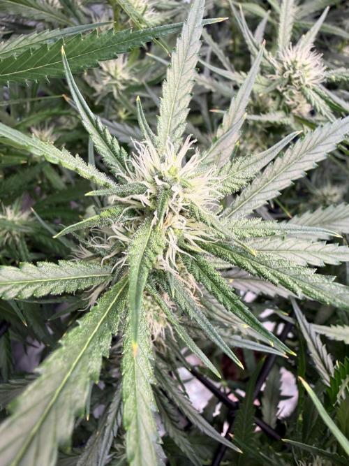 FastGrow. Week 7