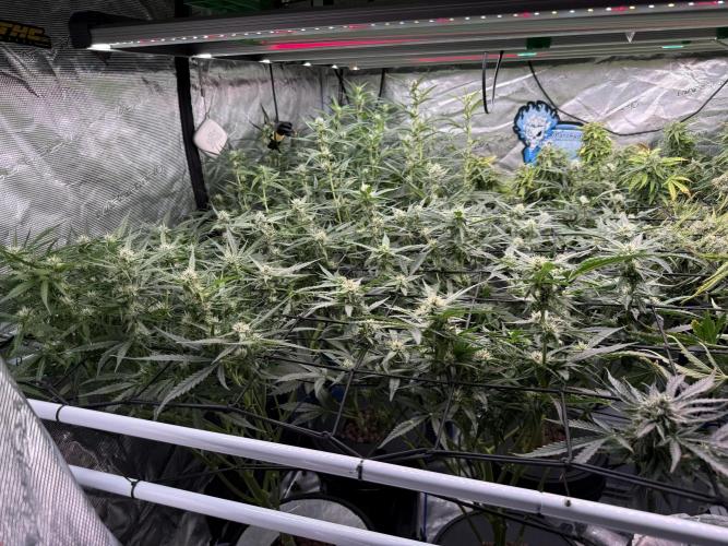 FastGrow. Week 7
