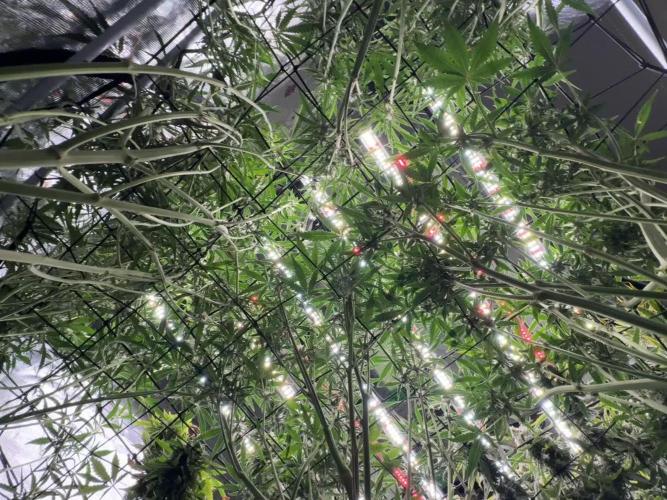 FastGrow
