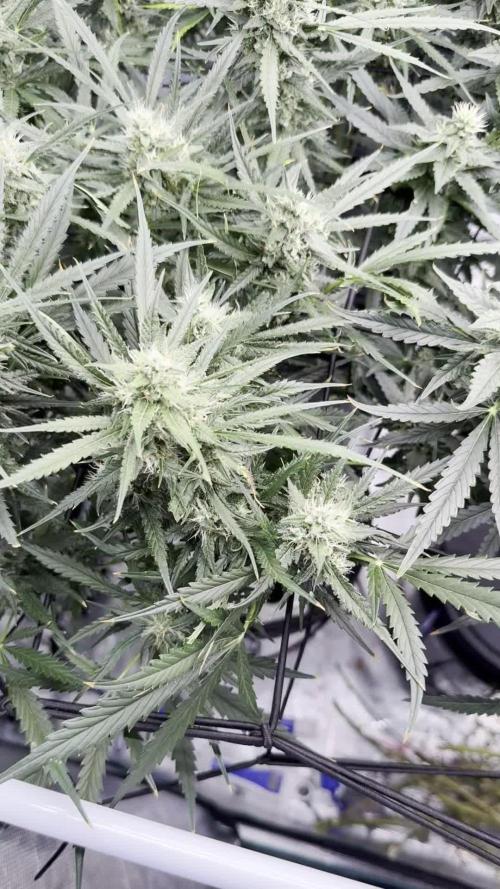 FastGrow