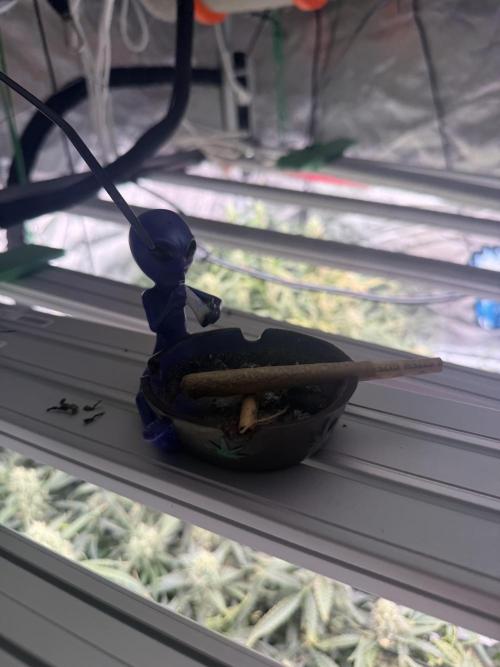 FastGrow. Week 9