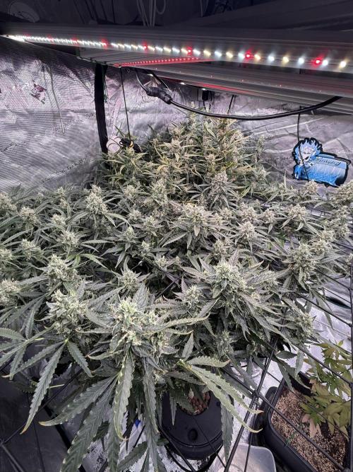 FastGrow. Week 9