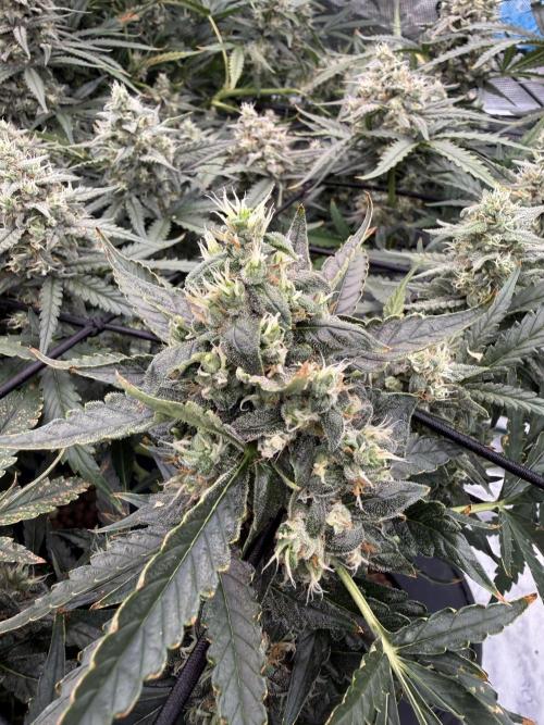 FastGrow. Week 9