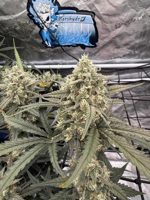 FastGrow. Week 9