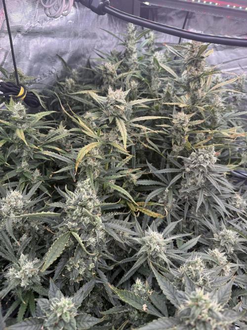 FastGrow. Week 9
