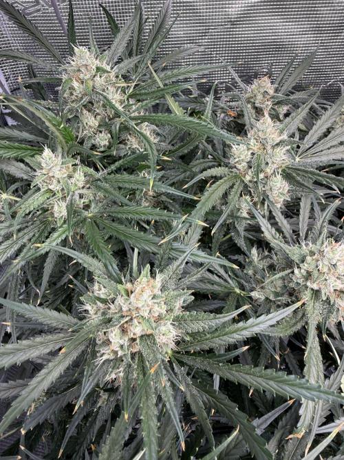 FastGrow. Week 9