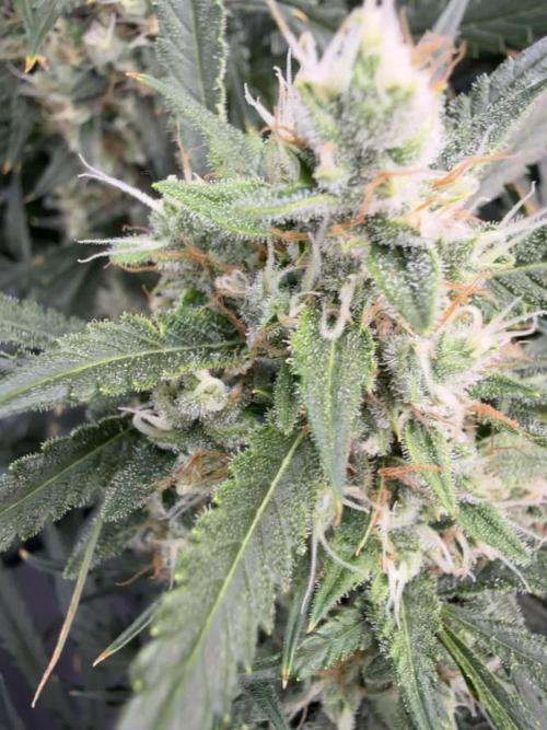 FastGrow