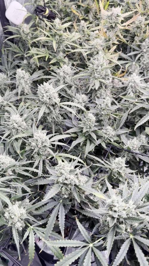 FastGrow