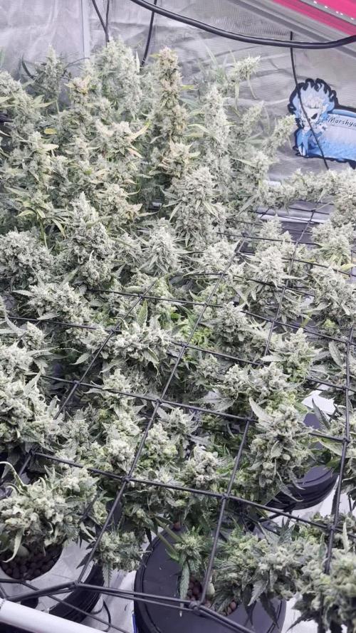 FastGrow