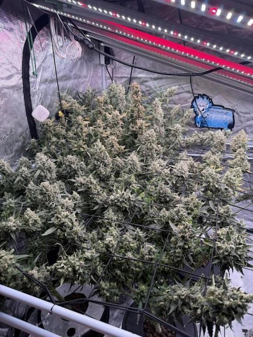 FastGrow. Week 10