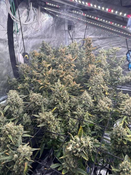 FastGrow. Week 11