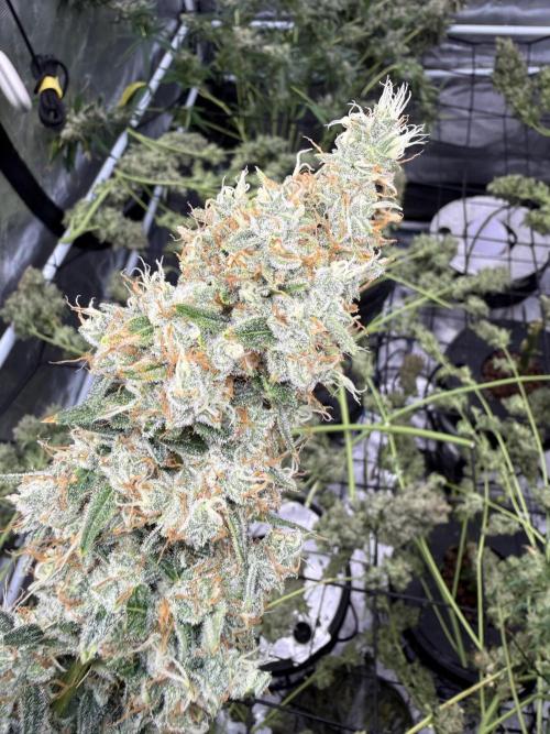 FastGrow. Week 12