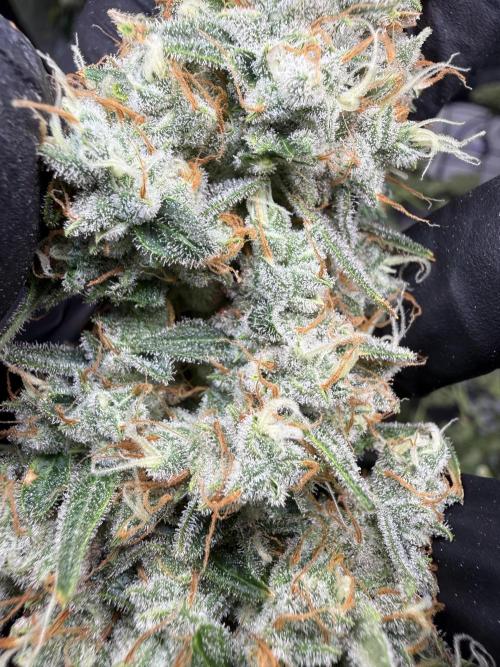 FastGrow. Week 12