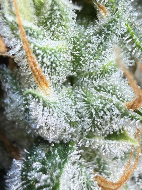 FastGrow. Week 12