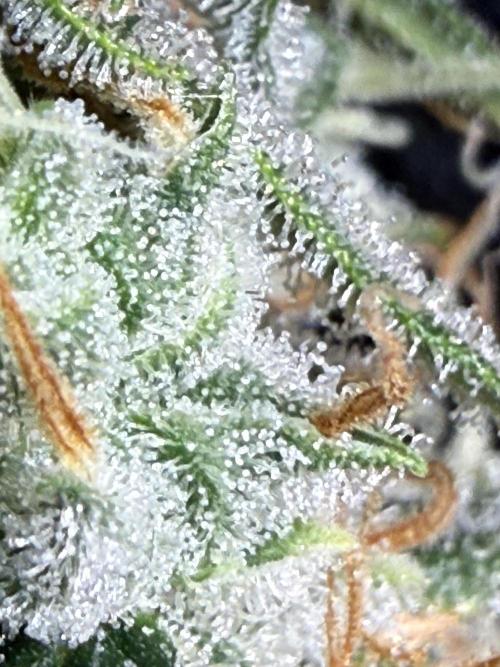 FastGrow. Week 12