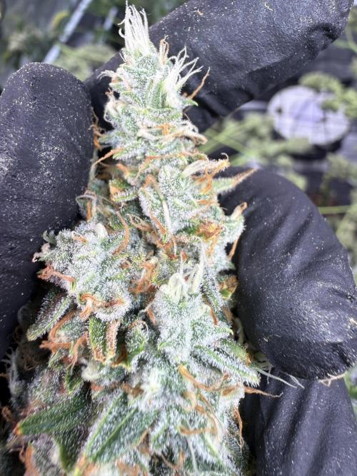 FastGrow. Week 12