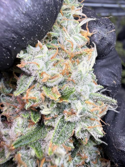 FastGrow. Week 12