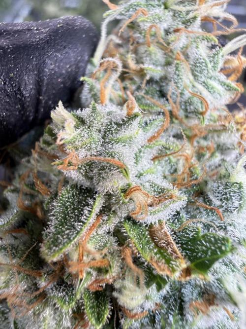 FastGrow. Week 12