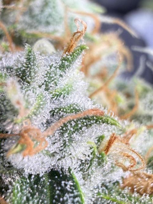 FastGrow. Week 12