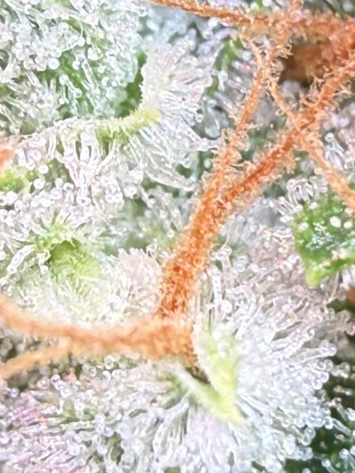 FastGrow. Week 12