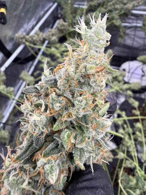 FastGrow. Week 12
