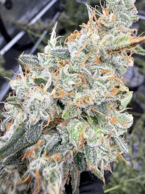 FastGrow. Week 12